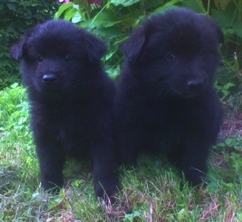 Two fluffy black Giant German Spitz puppies are sitting next to each other in front of a bush